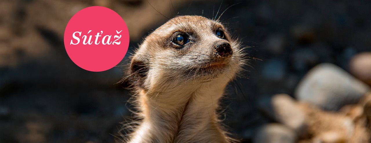 ZOO Bratislava je opäť plná noviniek pre svojich zvieracích obyvateľov i návštevníkov