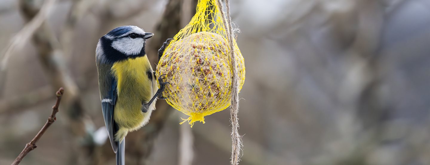 Prikrmovanie vtáctva: takto sa to robí správne podľa odborníčky 