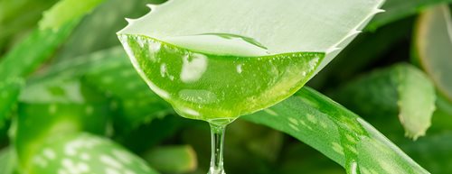 Gél z aloe-vera: účinky univerzálneho kozmetického prípravku 