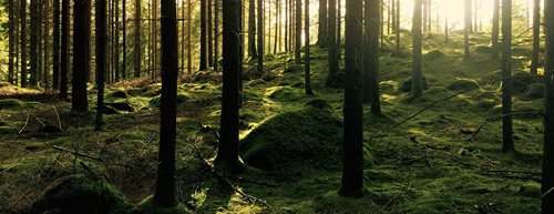 4 prekvapivé fakty o pobyte v lese