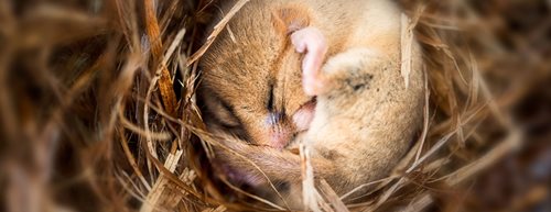 Ako pomáhame zvieratám pri zimnom spánku a zimnom odpočinku v záhrade 