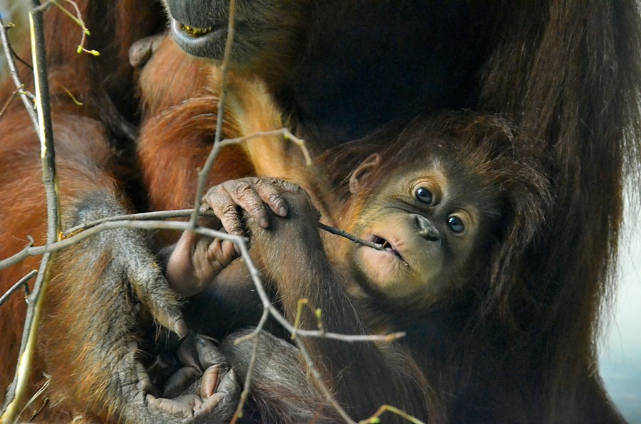 orangutan